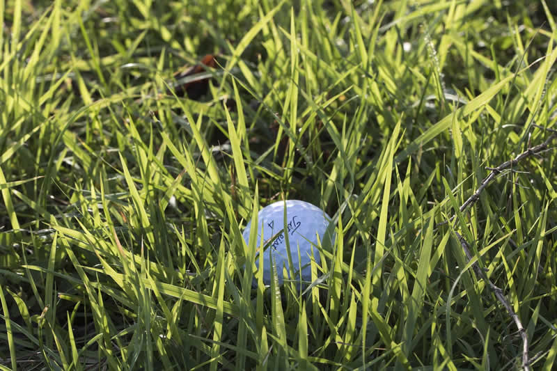 Rough am Golfplatz