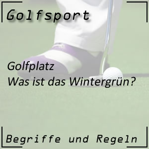 Wintergrün am Golfplatz