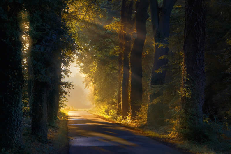Waldansicht mit Sonnenschein beim Laufen im Sommer
