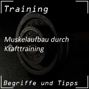 Muskelaufbau mit Krafttraining